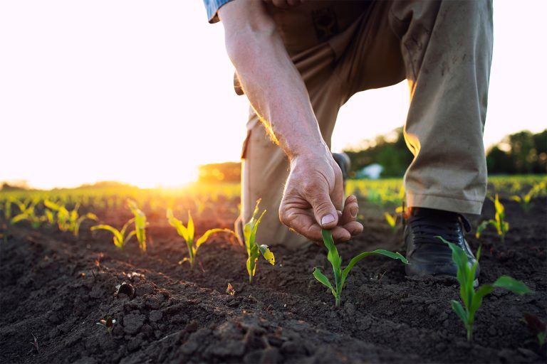 Regenerative Agriculture